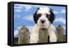 Polish Lowland Sheepdog Puppy-null-Framed Stretched Canvas