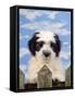 Polish Lowland Sheepdog Puppy-null-Framed Stretched Canvas