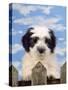 Polish Lowland Sheepdog Puppy-null-Stretched Canvas