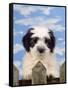 Polish Lowland Sheepdog Puppy-null-Framed Stretched Canvas