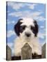 Polish Lowland Sheepdog Puppy-null-Stretched Canvas