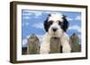 Polish Lowland Sheepdog Puppy-null-Framed Photographic Print