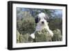 Polish Lowland Sheepdog Puppy-null-Framed Photographic Print