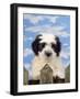 Polish Lowland Sheepdog Puppy-null-Framed Photographic Print