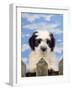 Polish Lowland Sheepdog Puppy-null-Framed Photographic Print