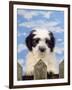 Polish Lowland Sheepdog Puppy-null-Framed Photographic Print