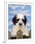 Polish Lowland Sheepdog Puppy-null-Framed Photographic Print