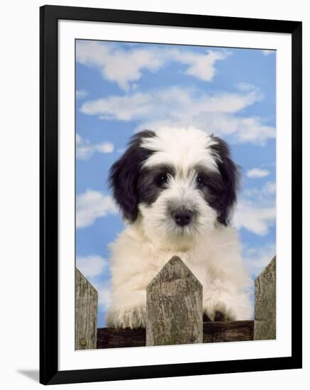 Polish Lowland Sheepdog Puppy-null-Framed Photographic Print