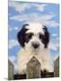 Polish Lowland Sheepdog Puppy-null-Mounted Photographic Print