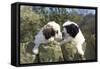Polish Lowland Sheepdog X2 Puppies Leaning over Wall-null-Framed Stretched Canvas