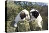 Polish Lowland Sheepdog X2 Puppies Leaning over Wall-null-Stretched Canvas