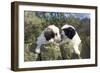 Polish Lowland Sheepdog X2 Puppies Leaning over Wall-null-Framed Photographic Print