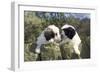 Polish Lowland Sheepdog X2 Puppies Leaning over Wall-null-Framed Photographic Print