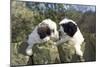 Polish Lowland Sheepdog X2 Puppies Leaning over Wall-null-Mounted Photographic Print