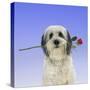 Polish Lowland Sheepdog-null-Stretched Canvas