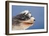 Polish Lowland SheepWearing Goggles in Wind-null-Framed Photographic Print