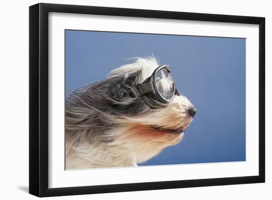 Polish Lowland SheepWearing Goggles in Wind-null-Framed Photographic Print