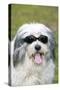 Polish Lowland SheepWearing Sunglasses-null-Stretched Canvas