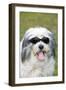 Polish Lowland SheepWearing Sunglasses-null-Framed Photographic Print