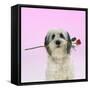 Polish Lowland Sheepwith Rose in Its-null-Framed Stretched Canvas