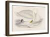 Polish Swan-Reverend Francis O. Morris-Framed Art Print