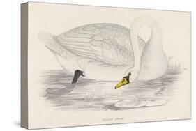 Polish Swan-Reverend Francis O. Morris-Stretched Canvas
