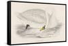 Polish Swan-Reverend Francis O. Morris-Framed Stretched Canvas