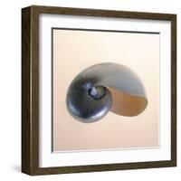 Polished Nautilus-Tom Artin-Framed Art Print