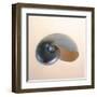 Polished Nautilus-Tom Artin-Framed Art Print