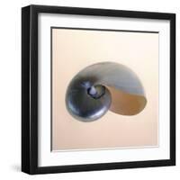 Polished Nautilus-Tom Artin-Framed Art Print