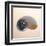 Polished Nautilus-Tom Artin-Framed Art Print