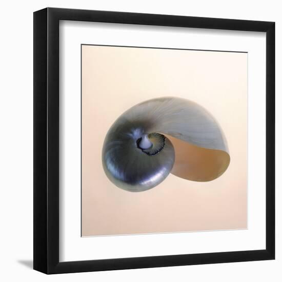 Polished Nautilus-Tom Artin-Framed Art Print