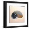 Polished Nautilus-Tom Artin-Framed Art Print