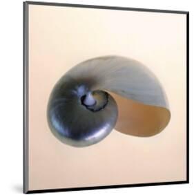 Polished Nautilus-Tom Artin-Mounted Art Print