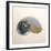 Polished Nautilus-Tom Artin-Framed Art Print