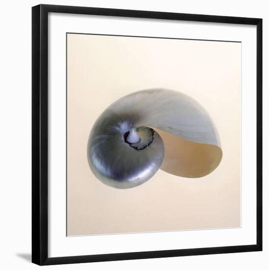 Polished Nautilus-Tom Artin-Framed Art Print