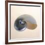 Polished Nautilus-Tom Artin-Framed Art Print