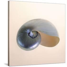 Polished Nautilus-Tom Artin-Stretched Canvas