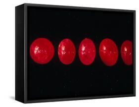 Polished Rubies-Vaughan Fleming-Framed Stretched Canvas