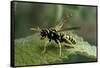 Polistes Dominula (European Paper Wasp)-Paul Starosta-Framed Stretched Canvas