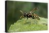 Polistes Dominula (European Paper Wasp)-Paul Starosta-Stretched Canvas