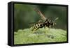 Polistes Dominula (European Paper Wasp)-Paul Starosta-Framed Stretched Canvas