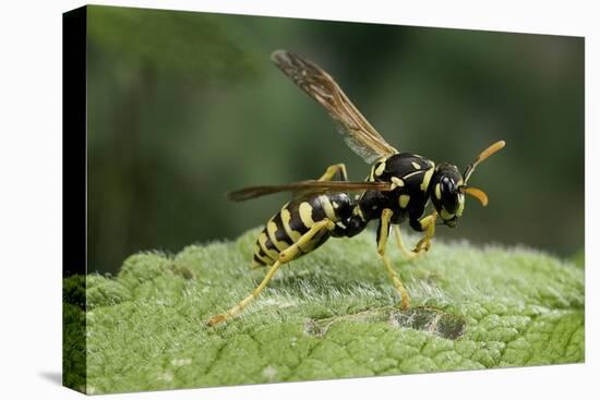 Polistes Dominula (European Paper Wasp)-Paul Starosta-Stretched Canvas