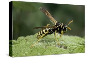 Polistes Dominula (European Paper Wasp)-Paul Starosta-Stretched Canvas