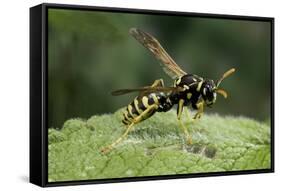 Polistes Dominula (European Paper Wasp)-Paul Starosta-Framed Stretched Canvas