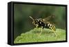 Polistes Dominula (European Paper Wasp)-Paul Starosta-Framed Stretched Canvas