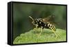 Polistes Dominula (European Paper Wasp)-Paul Starosta-Framed Stretched Canvas