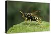 Polistes Dominula (European Paper Wasp)-Paul Starosta-Stretched Canvas