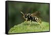 Polistes Dominula (European Paper Wasp)-Paul Starosta-Framed Stretched Canvas