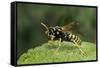 Polistes Dominula (European Paper Wasp)-Paul Starosta-Framed Stretched Canvas